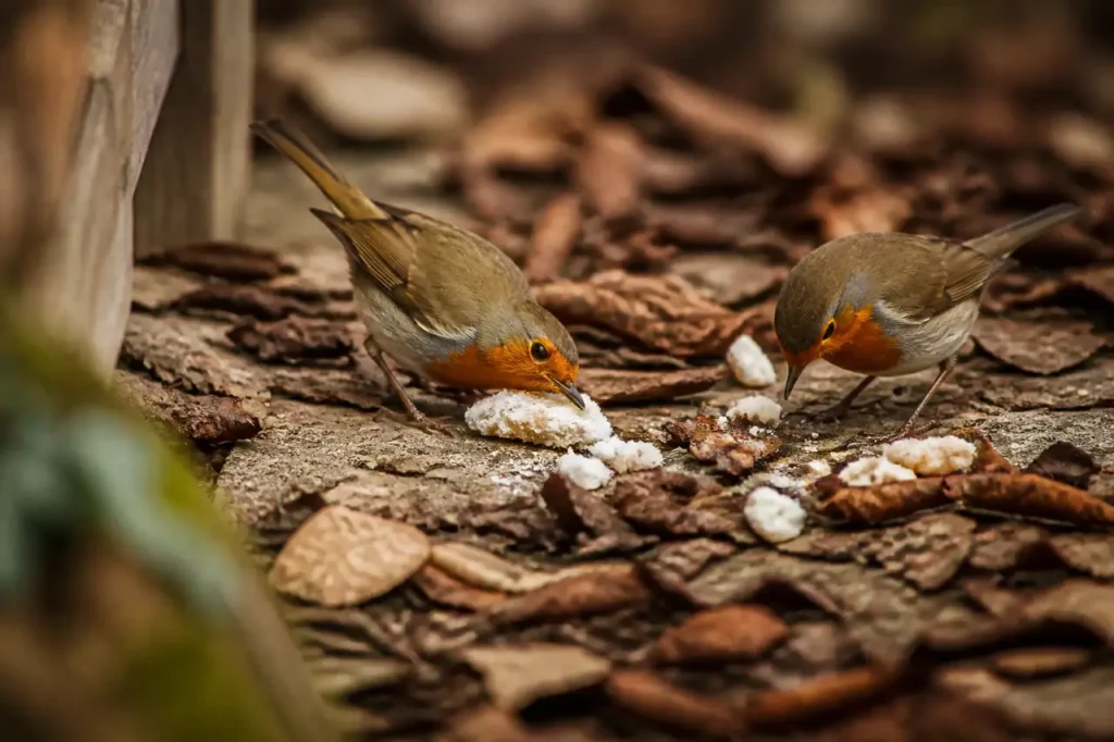 Deux rouges-gorges picorent du fromage sur feuilles mortes