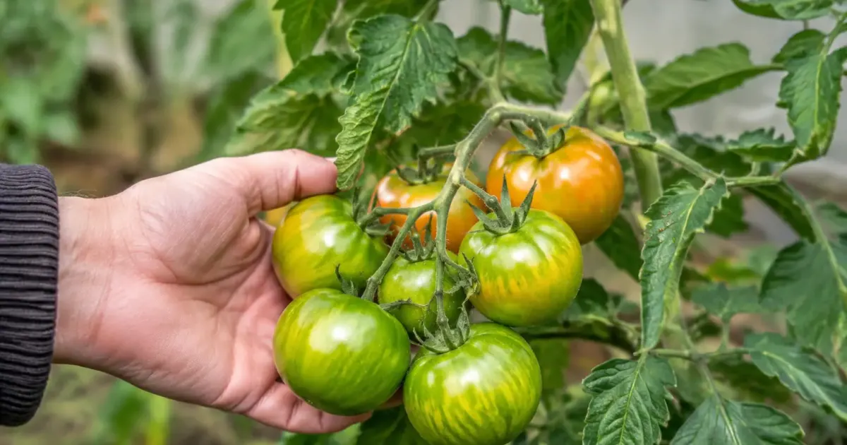 Tomates encore vertes fin octobre, les anciens jardiniers avaient une habitude que beaucoup ont oubliée