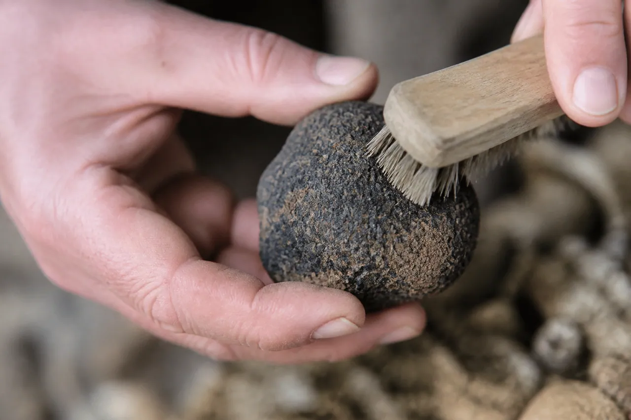 Truffe noire brossée révélant sa surface terreuse texturée.